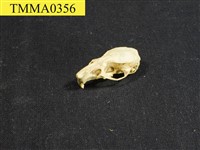 藏品(家鼠屬頭骨)的圖片